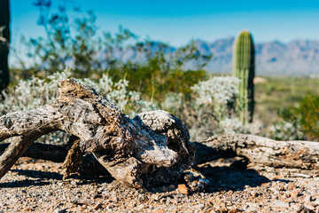 Arizona desert scene in the winter.