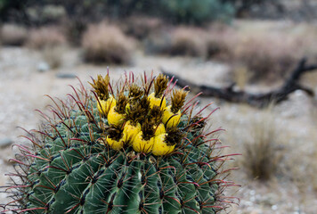 Arizona desert cactus with yellow flowers.