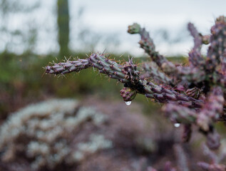 Arizona desert cactus with droplets of water.