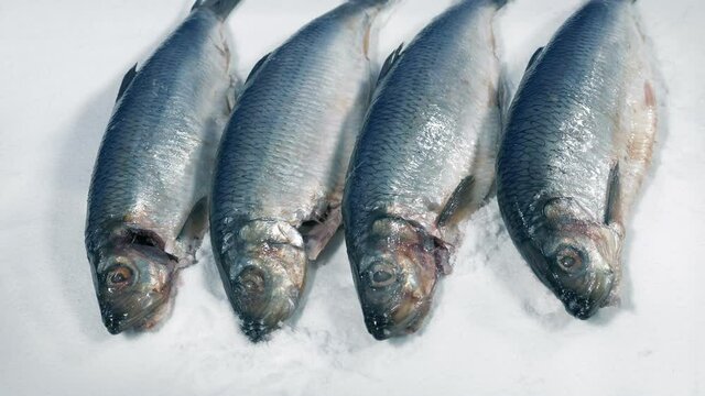 Fish Seafood On Ice Rotating Shot