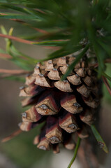 Pine Cone