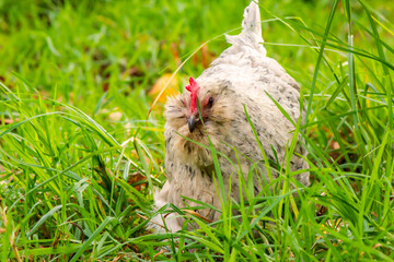 A curious white araucana hen roams amongst fresh green grass hunting bugs to eat.