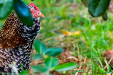 This animal is alone, hiding and phobic of socialising. She seems to feel rejection, reclusiveness, isolation and worry, the effects of stresses of natural pecking order.