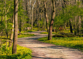 A path among yellow flowers in the woods of a metro park.