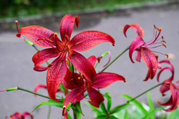 Red lilies in the garden close-up, beautiful flower background