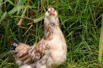 A very startled hen illustrating the feeling of being put on the spot, targeted by surprise.
