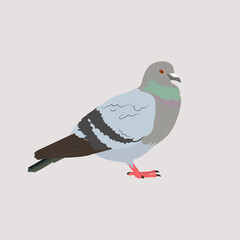 Vector illustration of a pigeon on a white isolated background.