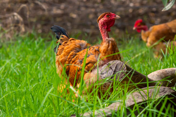A weird looking but beautiful golden laced wyandotte naked neck hen. This flightless chicken has a...