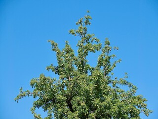 Fototapeta premium Pear tree full of fruits in summer