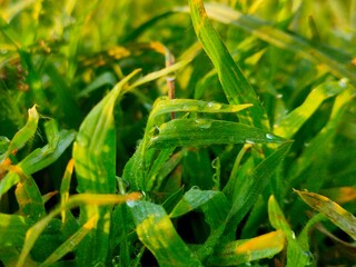 grasshopper on the grass