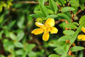 yellow flower