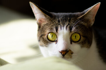 見つめる猫　　キジトラ猫