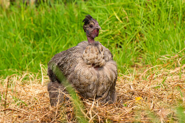 A beautiful black naked neck bantam hen in a grassy field in summer time.