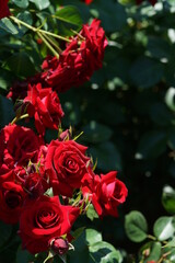 Red Flower of Rose 'Nicolo Paganini' in Full Bloom
