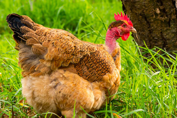 A weird looking but beautiful golden laced wyandotte naked neck hen. This flightless chicken has a...