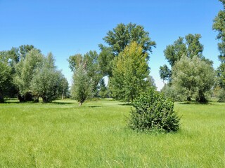 Beautiful nature with meadows and trees along Rhine river