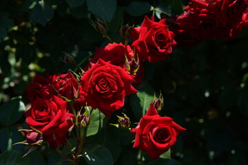 Red Flower of Rose 'Nicolo Paganini' in Full Bloom
