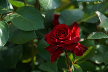 Red Flower of Rose 'Nicolo Paganini' in Full Bloom
