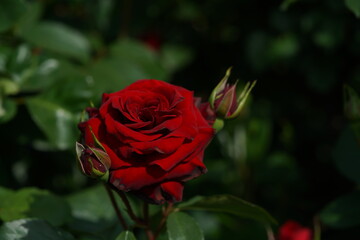 Red Flower of Rose 'Nicolo Paganini' in Full Bloom

