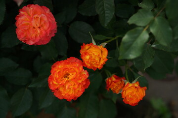 Orange and Yellow Flower of Rose 'Nishiki' in Full Bloom 