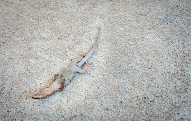 死んでいるトカゲの写真