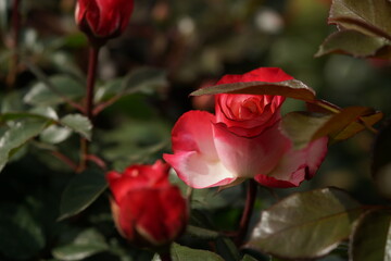 Obraz na płótnie Canvas Red and White Flower of Rose 'Nostalgie' in Full Bloom 