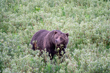 Closeup View of a Grizzly Bear at Yellowstone, Wyoming, USA