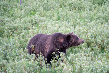 Closeup View of a Grizzly Bear at Yellowstone, Wyoming, USA
