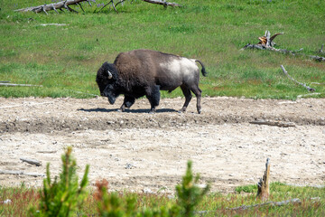 Closeup View of a Bison at Yellowstone, Wyoming, USA