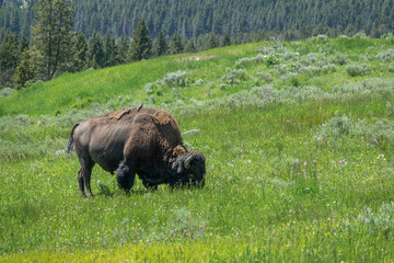 Closeup View of a Bison at Yellowstone, Wyoming, USA