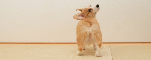 和室の畳の上にいる大きな耳と鼻の幼い犬のコーギーの振り向き姿