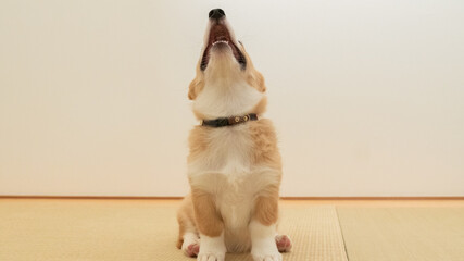 和室の畳の上にいる大きな耳と鼻の幼い犬のコーギーが吠えている様子