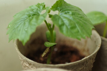 Another small leaf of bitter gourd is growing between 2 leaves.