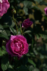 Pink Flower of Rose 'Odeur d' Amour' in Full Bloom

