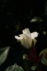 Fototapeta na wymiar Whit Flower of Rose 'Oscar Francois' in Full Bloom 