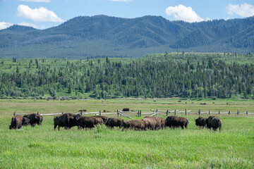 Landscape Panoramic View of Yellowstone, Wyoming, USA