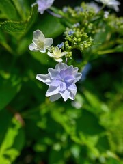 光を浴びて輝く満開の薄紫のガクアジサイ