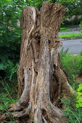 大阪城公園　大阪