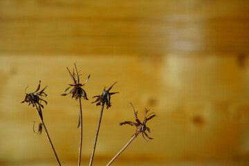Dried flower on blur wooden background. seasonal autumn concepts copy space