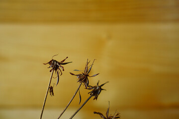 Dried flower on blur wooden background. seasonal autumn concepts copy space