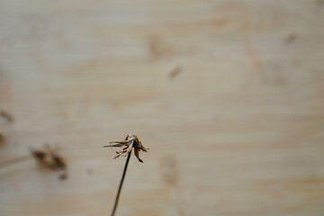 Dried flower on wooden background. seasonal autumn concepts copy space