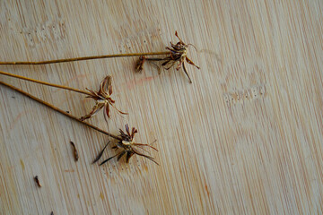Dried flower on wooden background. seasonal autumn concepts copy space