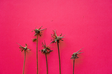 Dried flower on pink paper background. seasonal autumn concepts copy space