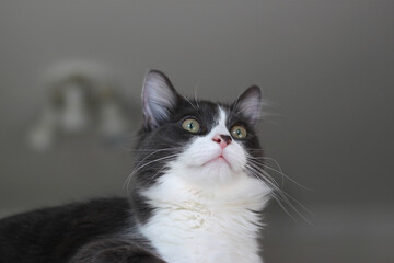 Domestic shorthair cat lying and relaxing on cat tower. Blurred background. Relaxed domestic cat at home, indoor