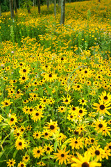 field of yellow flowers