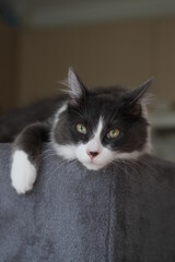 Domestic shorthair cat lying and relaxing on cat tower. Blurred background. Relaxed domestic cat at home, indoor