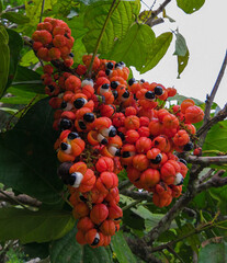 fruit of the amazonian aphrodisiac plant, the guarana.
A fruit that seems to have eyes to observe...