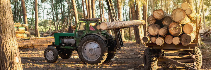 The harvester working in a forest.