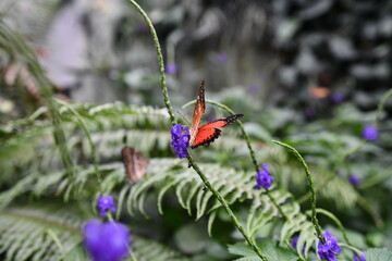 Butterfly. See the beautiful colors of this  butterfly in a natural habitat