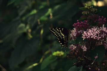 Butterfly collecting nectar